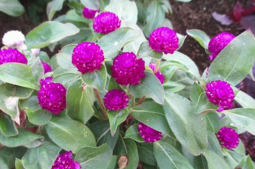 千日紅 千日紅,花,植物の写真素材