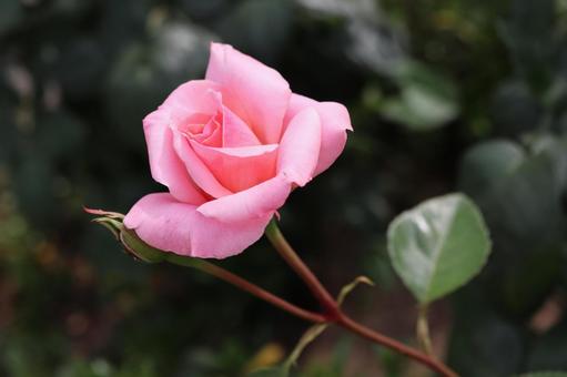 バラ園に咲くピンクの薔薇を撮りましたの写真