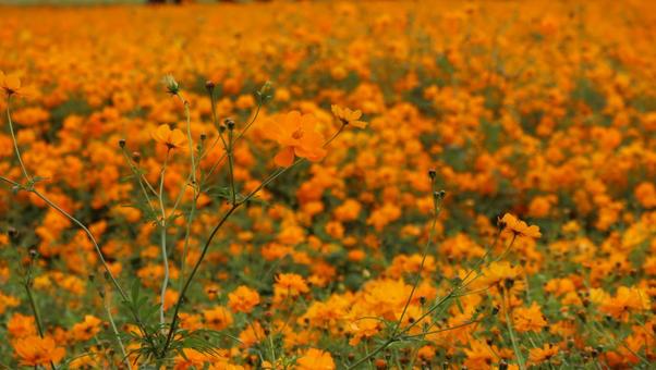 野山に秋の訪れの写真