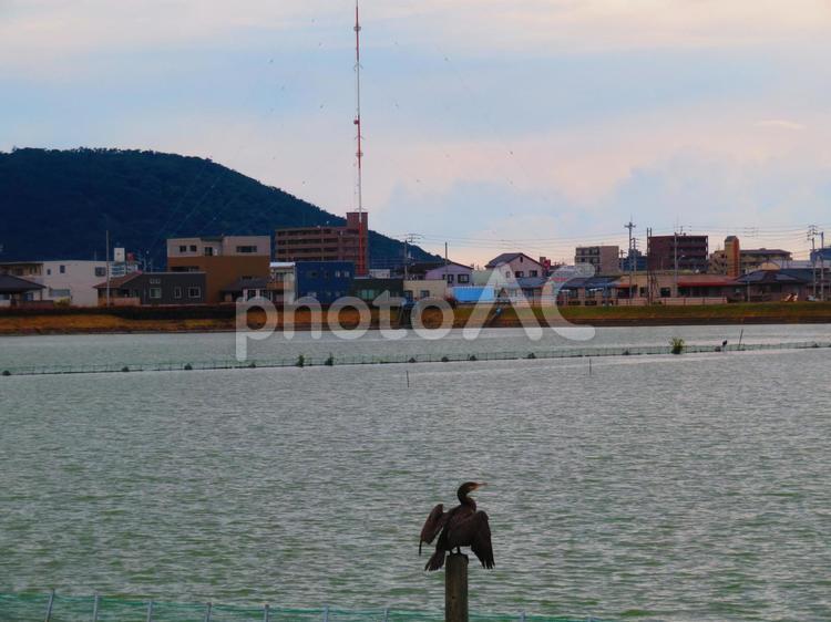 ７月上旬の大池のカワウ 背景,カワウ,水鳥の写真素材