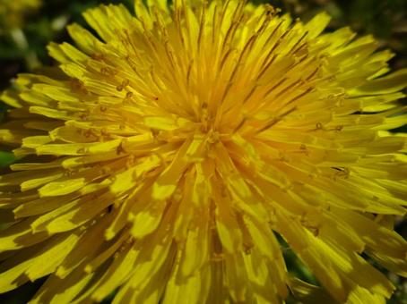 たんぽぽ　アップ たんぽぽ,タンポポ,花の写真素材