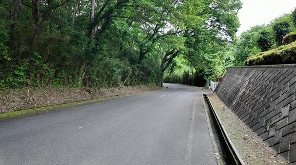 木が覆いかぶさる道路 木が覆いかぶさる道路 道路,木,下り坂の写真素材