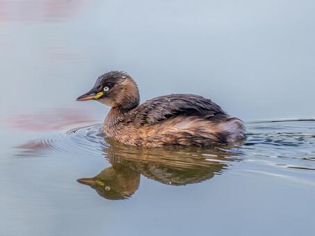 池を泳ぐカイツブリ カイツブリ,野鳥,鳥の写真素材