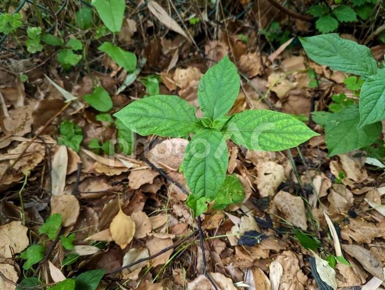 落ち葉の中から芽吹く若木 葉,木,自然の写真素材