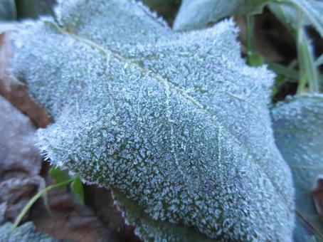 霜の着いた落ち葉 霜,落ち葉,冬の写真素材