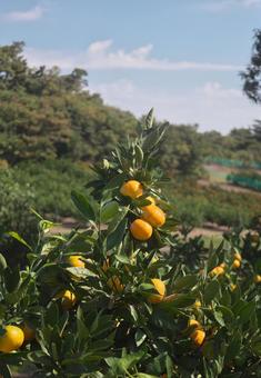 元気なミカン 青空,みかん,植物の写真素材