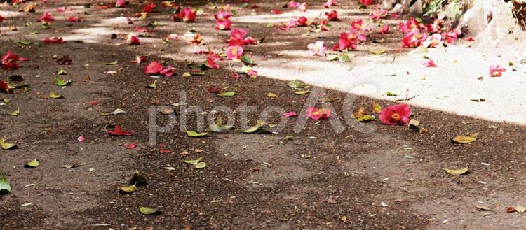 椿の花が落ちた地面 椿,花,赤の写真素材