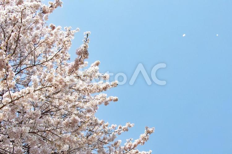 青空に舞い上がる桜の花びら　桜吹雪 桜,桜吹雪,花吹雪の写真素材