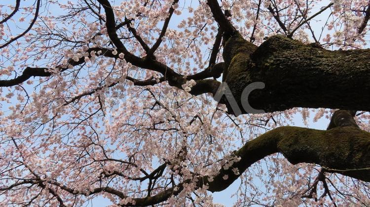 香積院　しだれ桜 香積院,味岡山,曹洞宗の写真素材