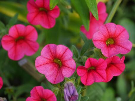 満開のカリブラコア（濃いピンクの花） カリブラコア,花,濃いピンクの写真素材