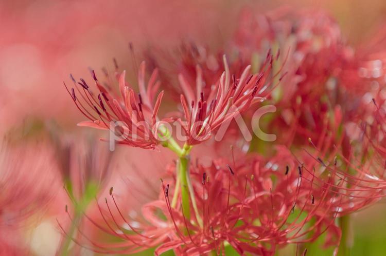 秩父巾着田に咲く曼珠沙華の花 曼珠沙華,彼岸花,ヒガンバナの写真素材