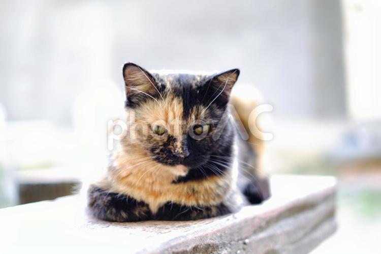 ソウルで出会った猫たちも可愛すぎた ソウル,京城,seoulの写真素材