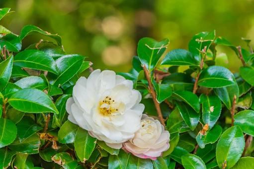 寄り添うように咲く白い椿の花と蕾 椿,花,白の写真素材