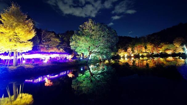 紅葉-1333 紅葉,ライトアップ,夜景の写真素材