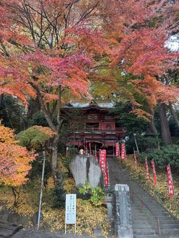 水澤観世音 水澤観世音 水澤観世音,水澤寺,紅葉の写真素材