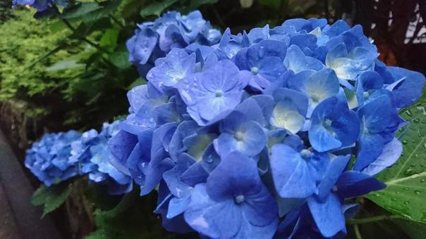 紫陽花（ Hydrangea ）の写真