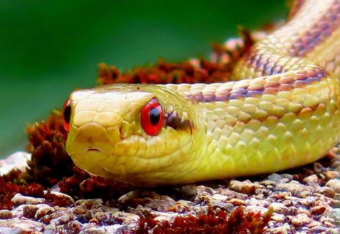 Photo, snake, a snake, shark snake, 