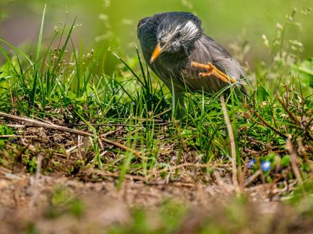 地面を歩くムクドリ 地面を歩くムクドリの写真