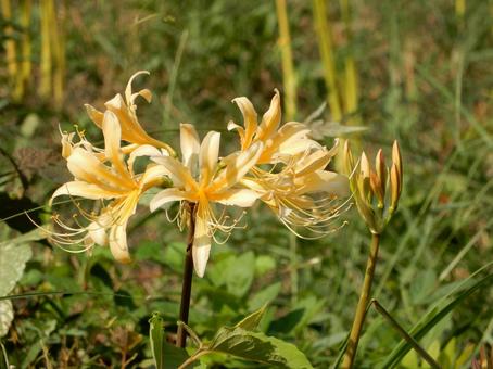 [Photo of cluster amaryllis] Scenery of cluster amaryllis blooming, JPG