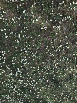 地面 地面の写真