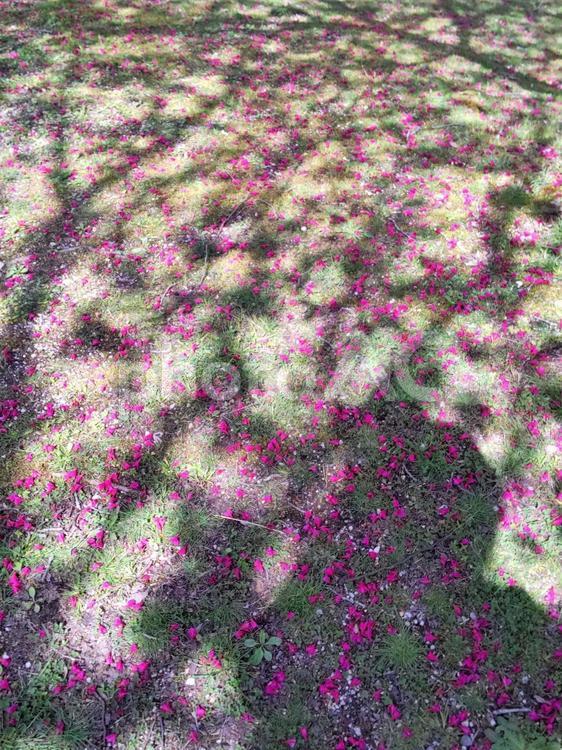 芝生の上の寒緋桜の花弁と幹の影 寒緋桜,花びら,散るの写真素材