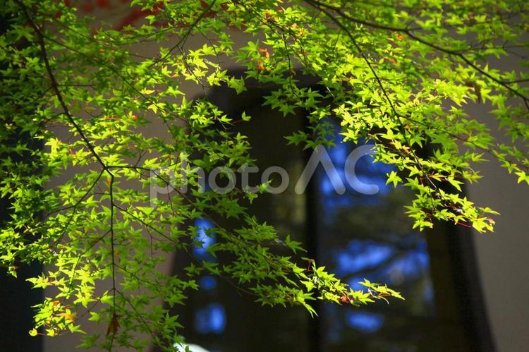 緑のもみじの撮影 風景,紅葉,もみじの写真素材