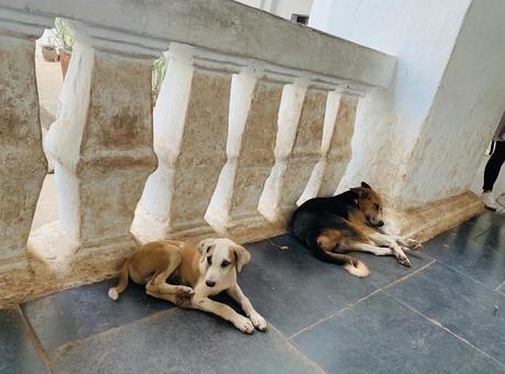 インドの野犬 インドの野犬 インド,野犬,野良犬の写真素材