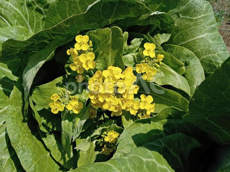 白菜の花 白菜の花,白菜,野菜の写真素材