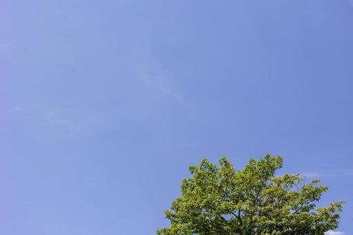 Photo, blue sky, fresh green, green, 