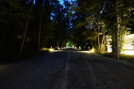 参道の夜景 参道の夜景の写真