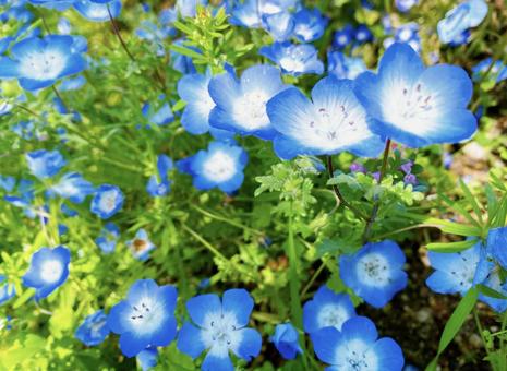 ネモフィラの花② ネモフィラの花②の写真