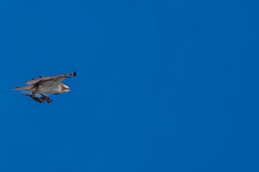 空を飛ぶミサゴ・コピースペース ミサゴ,タカ,野鳥の写真素材