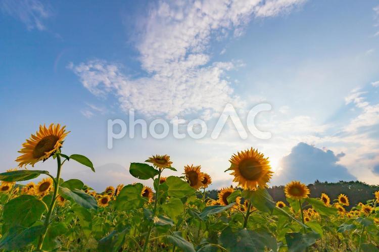 山梨県　向日葵 向日葵,山中湖,夏の写真素材