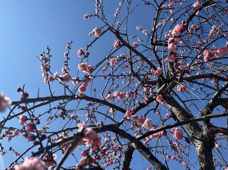 Photo, plum, natural, pink, 