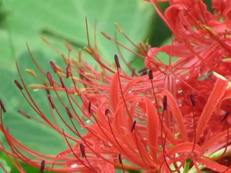 彼岸花の花びら 彼岸花の花びらの写真