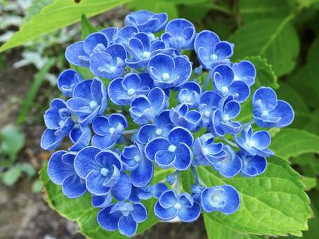 青色の紫陽花 アジサイ,あじさい,青の写真素材