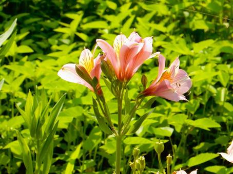 【花の写真】アルストロメリア(百合水仙) 【花の写真】アルストロメリア(百合水仙)の写真