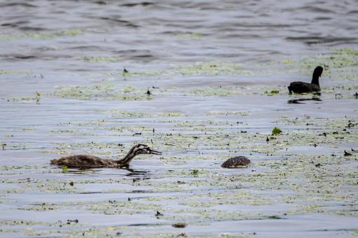 Photo, bird, great crested grebe, young bird, 