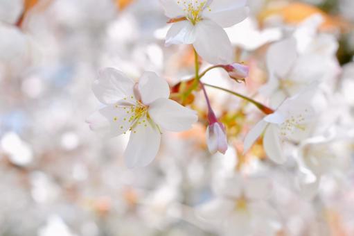 狩宿の下馬桜 狩宿の下馬桜 狩宿の下馬桜,アカメシロバヤマザクラ,桜の写真素材