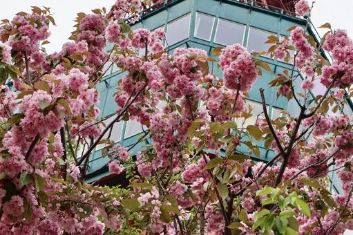 テレビ塔の下の桜 テレビ塔の下の桜 札幌,テレビ塔,札幌テレビ塔の写真素材