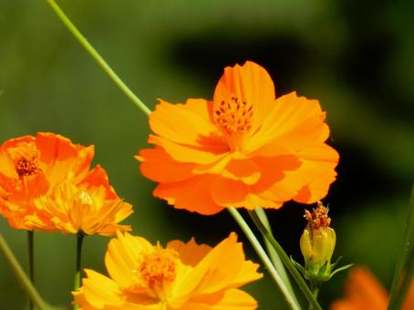 【花の写真】コスモス コスモス,秋桜,自然の写真素材