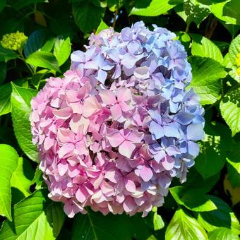 紫陽花 紫陽花 アジサイ,七変化,6月の写真素材