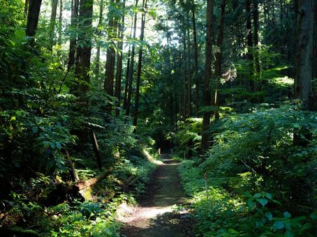 毛呂山林道の写真