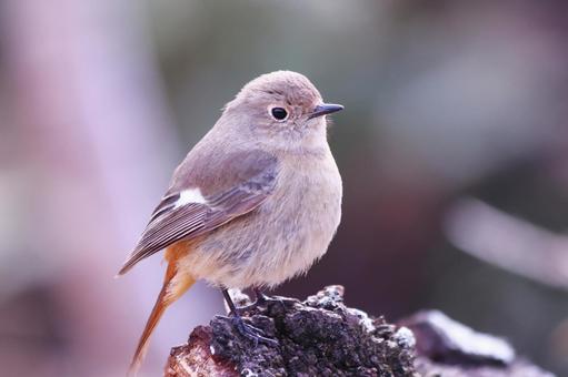 枝に止まるジョウビタキの雌 枝に止まるジョウビタキの雌 鳥,ジョウビタキ,冬の写真素材