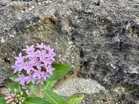 ペンタス 薄紫 ペンタス 薄紫 ペンタス,花,ガーデニングの写真素材