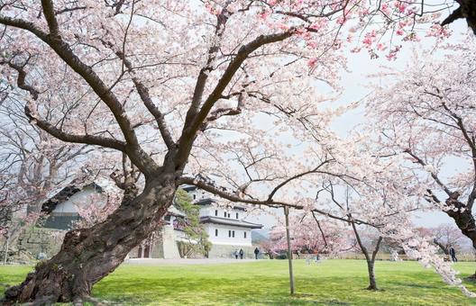 松前城の桜 松前城の桜 松前,松前町,松前城の写真素材