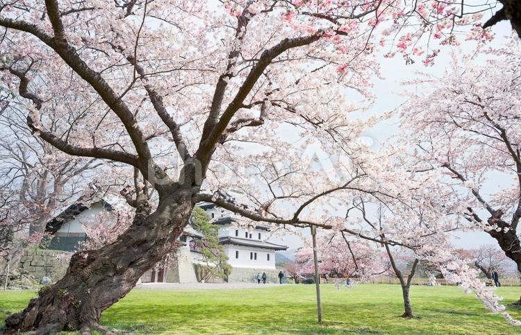 松前城の桜 松前,松前町,松前城の写真素材