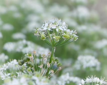 ニラの花 ニラの花の写真