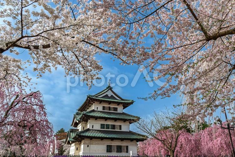 弘前城天守閣と満開の桜 桜,花,花びらの写真素材