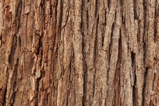 木の幹の拡大写真3 樹木,幹,樹皮の写真素材